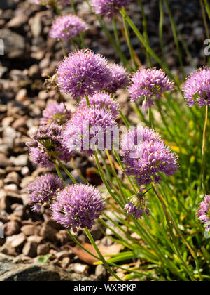 Spherical heads of pink, late summer flowers of the aging chive, Allium senescens Stock Photo