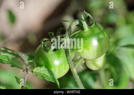 Green cherry tomatoes Stock Photo