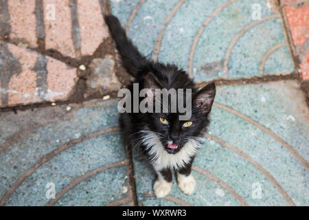 Feral black and white kitten in Essaouira, Moroccocat, Mahgreb, North Africa Stock Photo