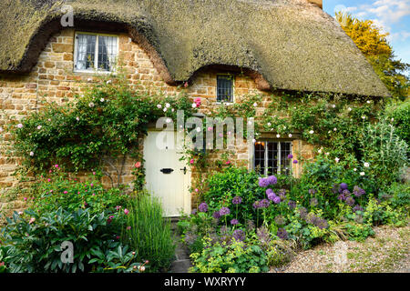 Historic thatched roof cottage in Great Tew village with garden flowers and climbing rose on yellow cotswold stone Oxfordshire England Stock Photo
