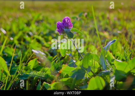 Clover flower in the meadow against the background of green grass in the sunset light. Stock Photo