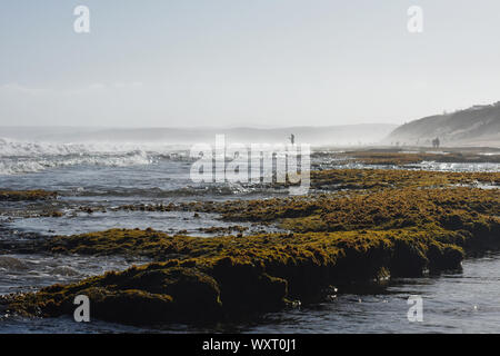 Mossy Green Coastal Beach Rock Pools Stock Photo