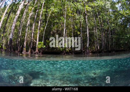 A large school of silversides swims through a blue water mangrove forest in Raja Ampat, Indonesia. This type of habitat is often used as a nursery. Stock Photo
