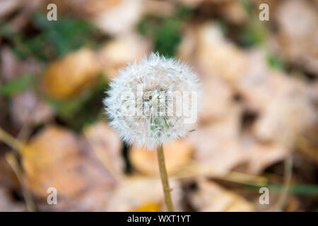 Blowball close up. Dandelion flower with seeds on natural background. Blowball on autumn day. Fall season. Pollen allergic reactions. Nature beauty. Blowball last flower. Lonely blowball. Stock Photo