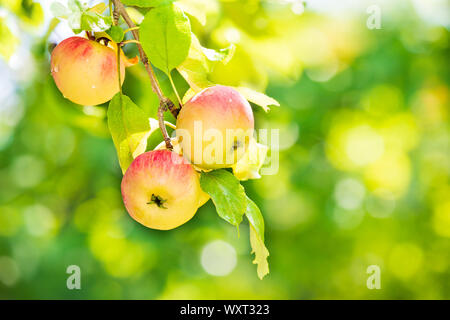 Delicious apples ripening on a tree branch after the rain in the fall. Natural green background with copy space. Stock Photo