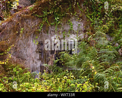 a very small and old abandoned stone house surrounded by green plants. The window opening is still visible, enchanted and romantic. Stock Photo