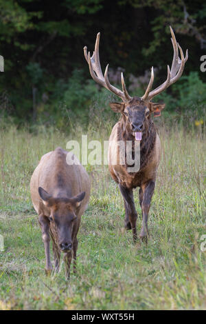 Bull Elk Pursuing an Elk Cow Stock Photo