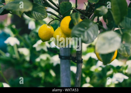 Lemons Growing On Lemon Tree; Close up Stock Photo