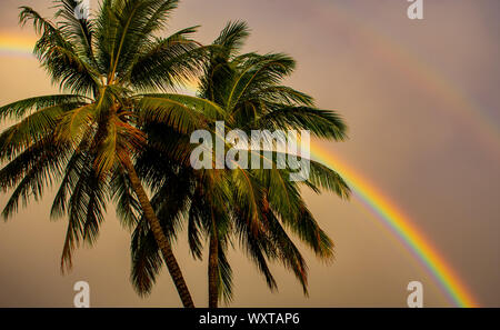 Rainbow through the palms after a topical storm in Cairns Australia. Stock Photo