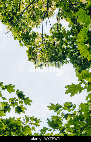 Maple branches with green and yellow leaves against the sky. Selective focus. Vertical shot
