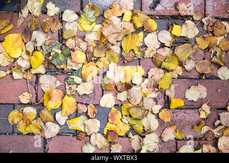 Autumn leaves on paving in the historic district of the city of Boston, Massachusetts, USA Stock Photo