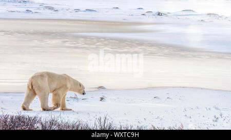 A solitary polar bear walks in the snow toward a patch of newly frozen ice in early morning light. Churchill, Canada. Stock Photo