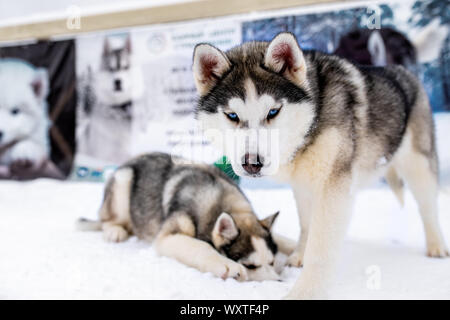 Two playing siberian husky dogs outdoor. Two Siberian Husky dogs looks forward sitting on the snowy shore frozen river. Cute portrait beautiful dogs Stock Photo