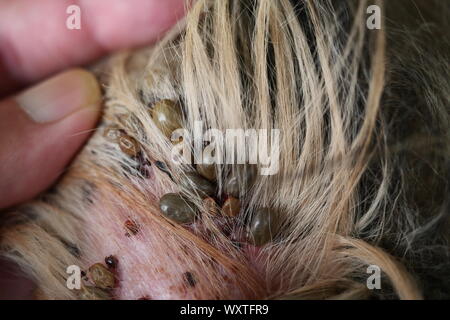 Group of brown dog ticks on dog ear, The tick is pumping the blood of the pet Stock Photo