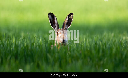 Wild brown hare looking with alerted ears on a green field in spring. Stock Photo