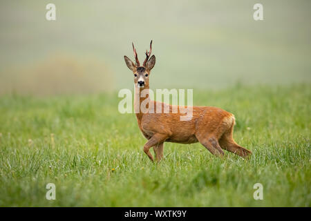 Roe deer, capreolus capreolus, buck watching alerted with leg lifted Stock Photo