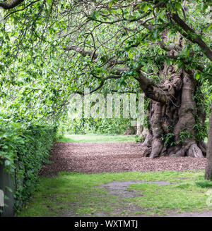 Ancient, gnarled Sweet Chestnut tree shading a grassy pat, on a sunny day, No people. Copy space. Stock Photo