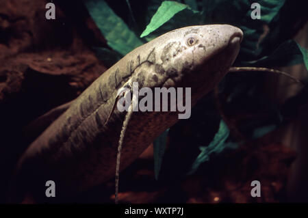 African lungfish, Protopterus annectens Stock Photo