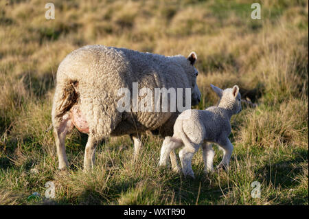 Side by side mother and lamb Stock Photo