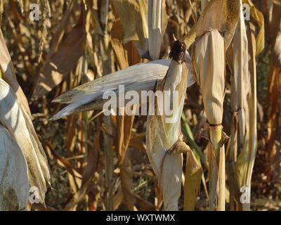 Dry maize plants and corn cobs in field, Zea mays, Summer drought Stock Photo