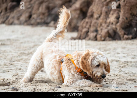 goldendoodle harness