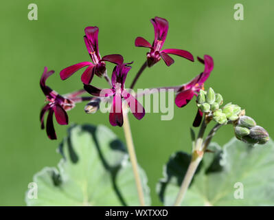 Kapland-Pelargonie, Pelargonium sidoides auch Umckaloabo genannt, ist eine schoene Balkonblume mit lila Blueten. Sie ist eine wichtige Heilpflanze  un Stock Photo