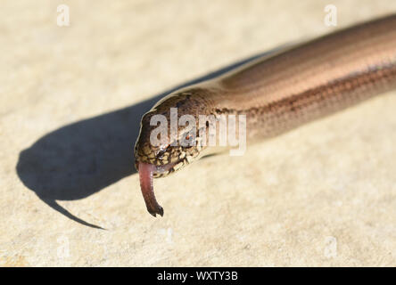 Die Blindschleiche Anguis fragilis ist eine Echse, hat keine Beine und gehoert zu den Reptilien. The slowworm Anguis fragilis is a lizard, has no legs