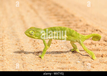 Green chameleon crossing a gravel road, Namibia Stock Photo