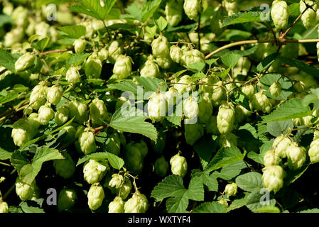 Hopfen, Humulus lupulus ist eine Rankpflanze die, unter Anderem, zur Bierherstellung verwendet wird. Sie ist eine wichtige Heilpflanze und wird auch i Stock Photo