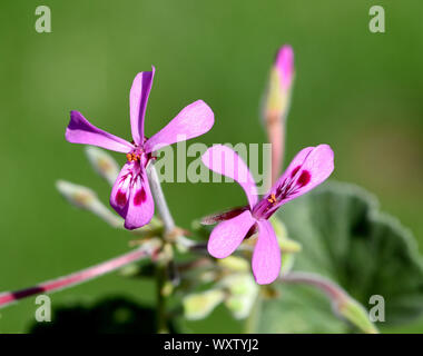 Kapland-Pelargonie, Pelargonium reniforme, auch Umckaloabo genannt, ist eine schoene Balkonblume mit lila Blueten. Sie ist eine wichtige Heilpflanze Stock Photo