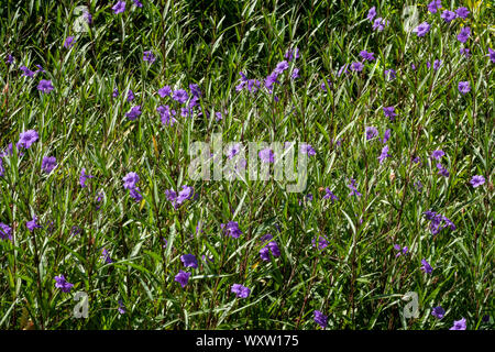 A field of purple Ruellia simplex, Bermuda Stock Photo