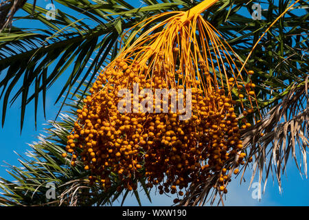 A detail of hanging date palm seeds with palm leaves and blue sky in the background Stock Photo