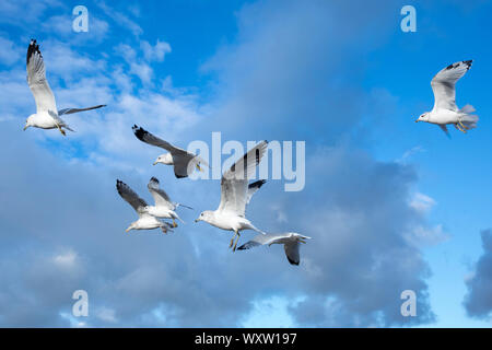 Flock of Ring-billed gulls, Larus delawarensis, in flight over Atlantic Ocean, at Plymouth Long Beach, Cape Cod Stock Photo