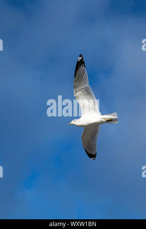 Close up underside of wings and feathers of Ring-billed gull, Larus delawarensis, in lone flight at Cape Cod, USA Stock Photo