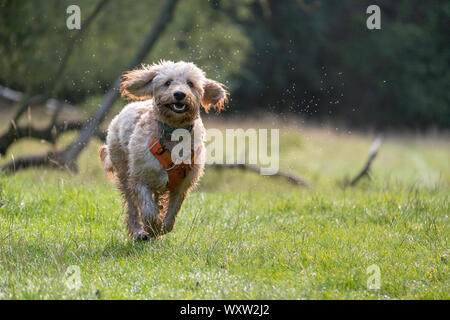 A happy, cute, goldendoodle puppy dog with ears flapping and wearing a harness runs across a dew-covered grassy field on a morning walk on a sunny day Stock Photo