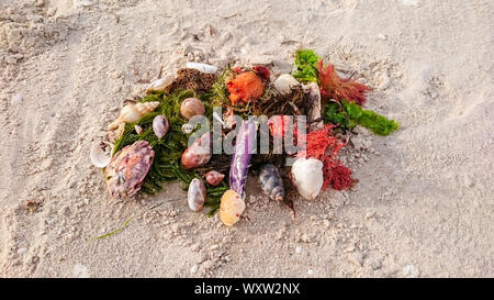 Abstract Art on the beach with shells and seaweed collected from Glenelg beach, Adelaide, South Australia Stock Photo