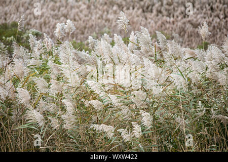 Reeds blowing in the wind in salt marsh on Cape Cod, Massachusetts, USA Stock Photo