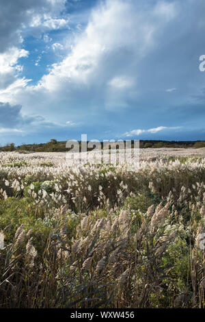 Reeds in salt marsh on Cape Cod, Massachusetts, USA Stock Photo