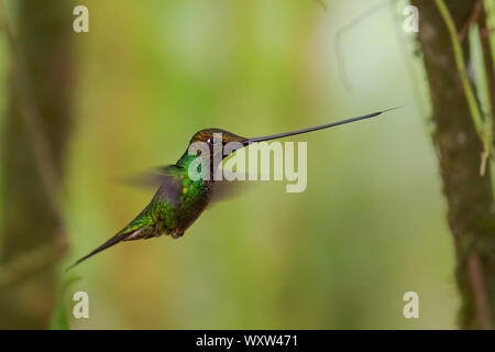 Sword-billed Hummingbird - Ensifera ensifera, popular long beak hummingbird from Andean slopes of South America, Guango Lodge, Ecuador. Stock Photo