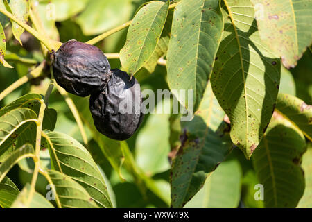 Two black ripened walnuts on a branch with leaves Stock Photo