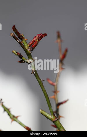 The first shoots on the rose bush in spring Stock Photo