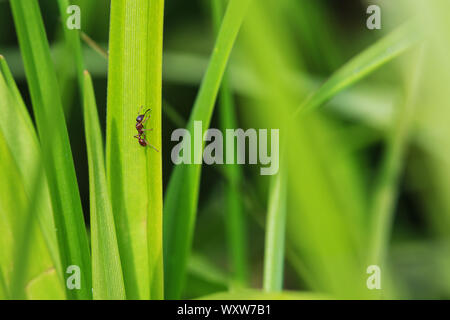 ant crawling on a blade of grass Stock Photo