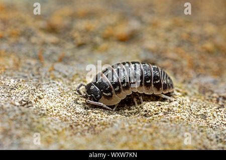 isopod woodlouse in the garden Stock Photo