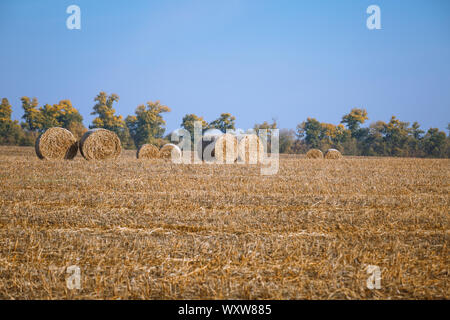 Hay bail harvesting in wonderful autumn farmers field landscape with hay stacks Stock Photo