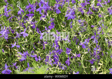 Solid floral background of herb larkspur with violet flowers Stock Photo
