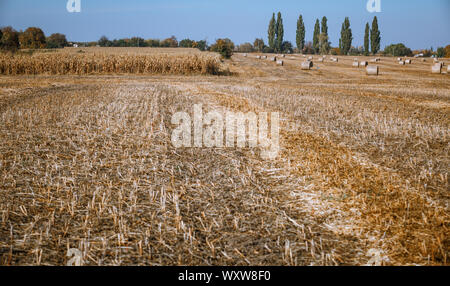 Hay bail harvesting in wonderful autumn farmers field landscape with hay stacks Stock Photo