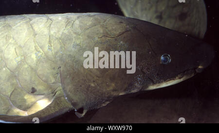 Australian lungfish, Neoceratodus forsteri Stock Photo