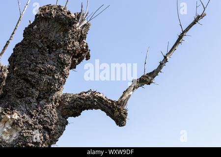 Fragment of a large clumsy tree against the sky Stock Photo