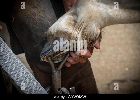 Hand shots of a farrier in the process of applying a new shoe to a horse Stock Photo