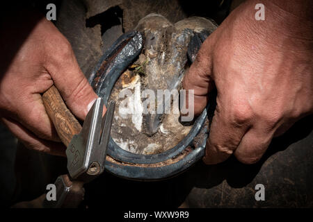 Hand shots of a farrier in the process of applying a new shoe to a horse Stock Photo